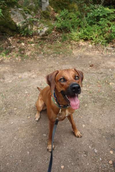Rhodesian Ridgeback-Beitrag-Bild