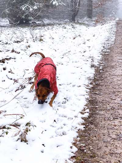 Rhodesian Ridgeback-Beitrag-Bild