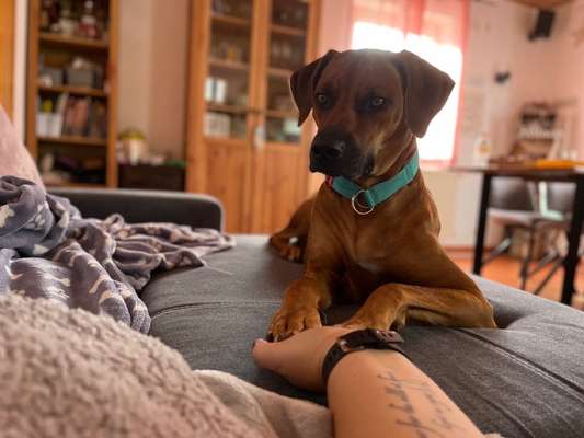 Rhodesian Ridgeback-Beitrag-Bild