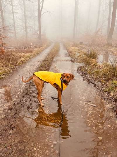 Rhodesian Ridgeback-Beitrag-Bild