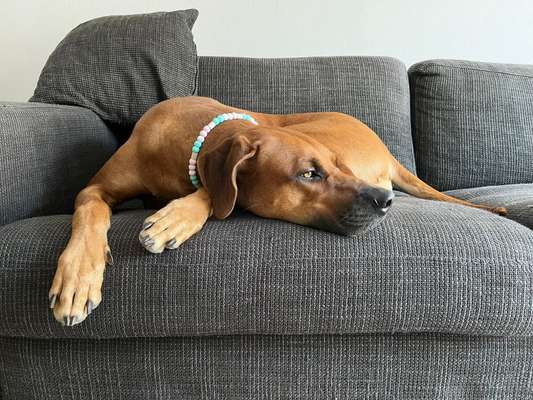 Rhodesian Ridgeback-Beitrag-Bild