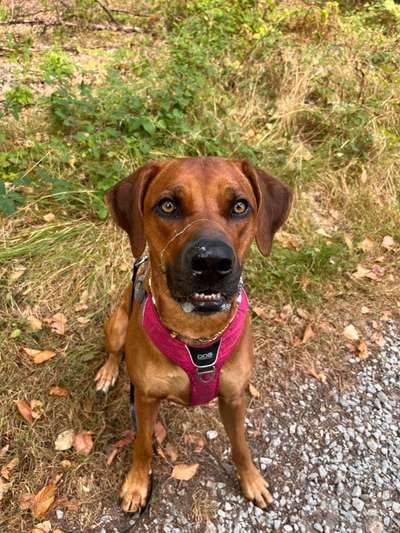 Rhodesian Ridgeback-Beitrag-Bild