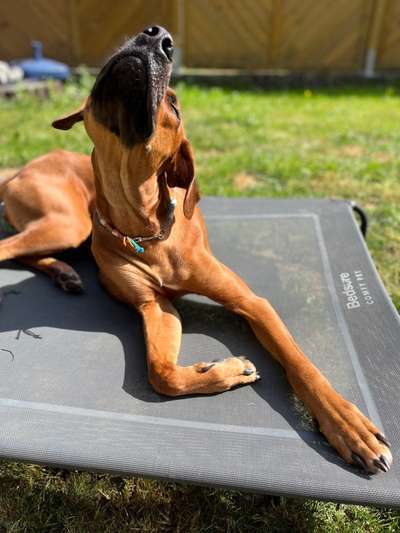 Rhodesian Ridgeback-Beitrag-Bild