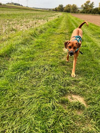 Rhodesian Ridgeback-Beitrag-Bild