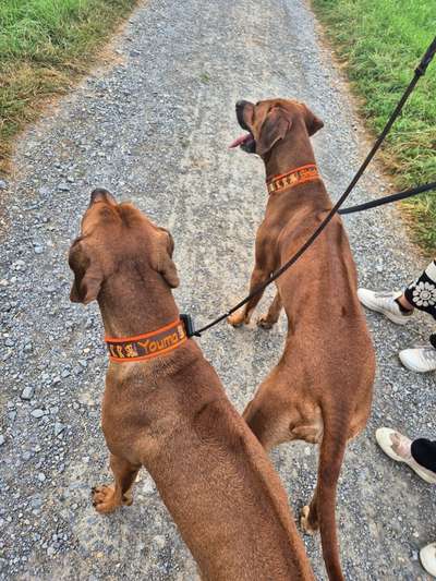 Rhodesian Ridgeback-Beitrag-Bild