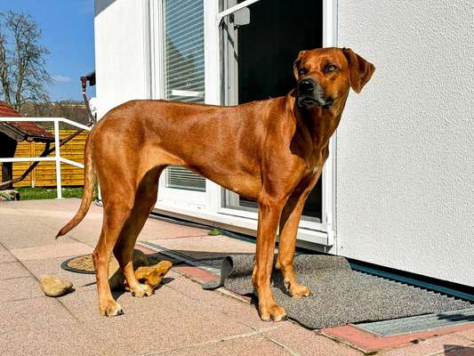 Rhodesian Ridgeback-Beitrag-Bild