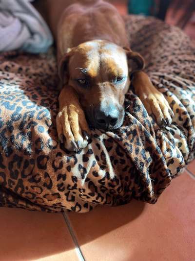 Rhodesian Ridgeback-Beitrag-Bild