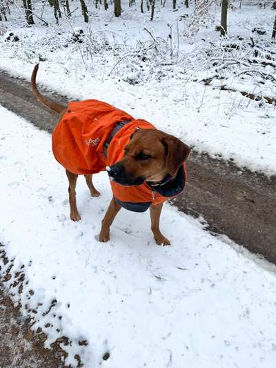 Rhodesian Ridgeback-Beitrag-Bild