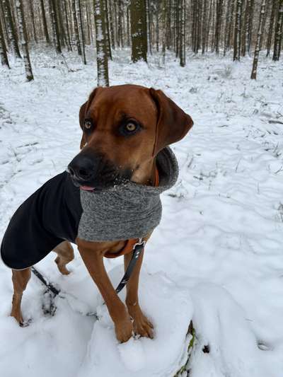 Rhodesian Ridgeback-Beitrag-Bild