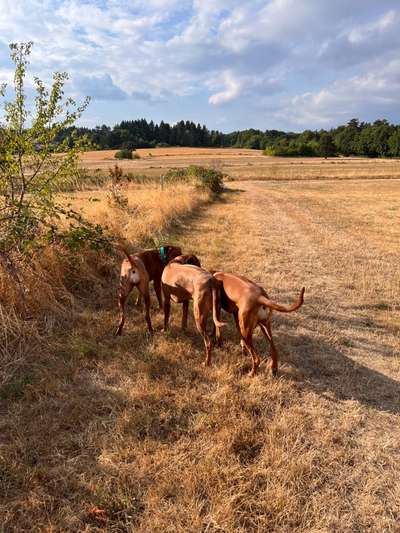 Rhodesian Ridgeback-Beitrag-Bild