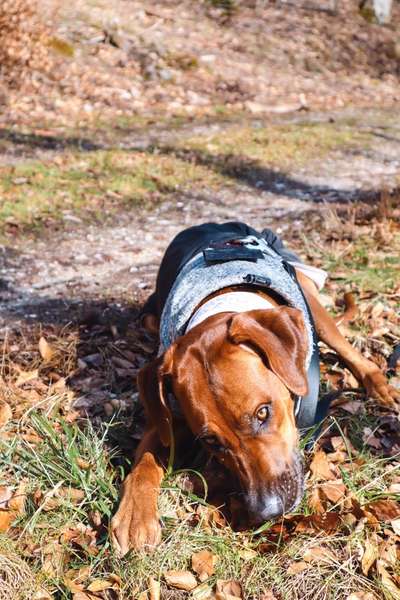 Rhodesian Ridgeback-Beitrag-Bild