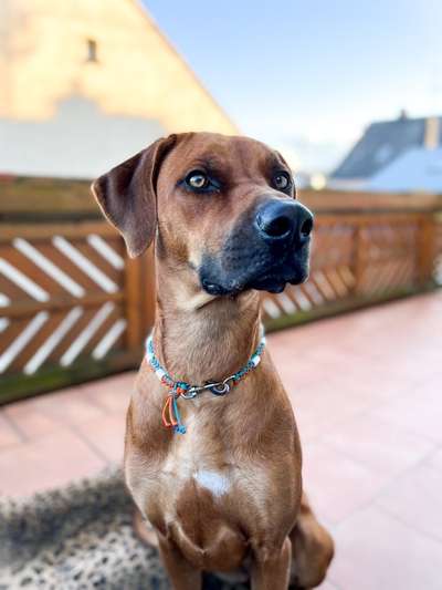 Rhodesian Ridgeback-Beitrag-Bild