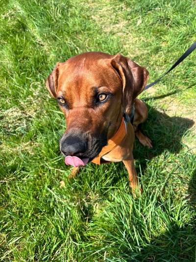 Rhodesian Ridgeback-Beitrag-Bild