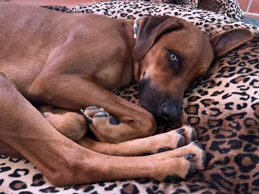 Rhodesian Ridgeback-Beitrag-Bild