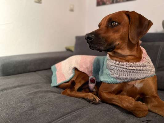 Rhodesian Ridgeback-Beitrag-Bild