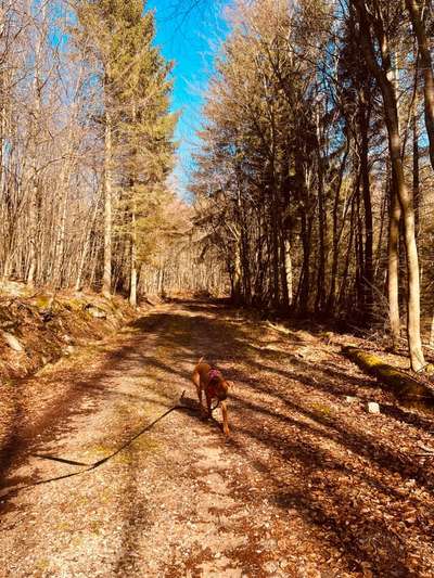 Rhodesian Ridgeback-Beitrag-Bild