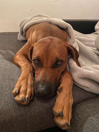 Rhodesian Ridgeback-Beitrag-Bild