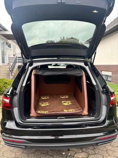 Rhodesian Ridgeback-Beitrag-Bild