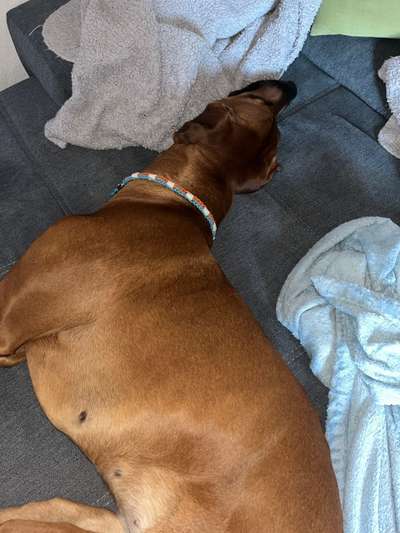 Rhodesian Ridgeback-Beitrag-Bild