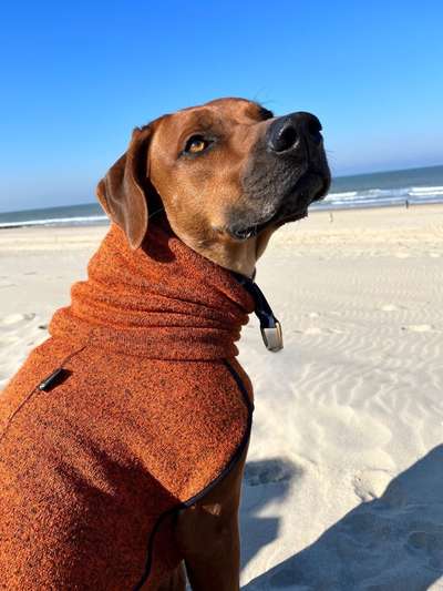 Rhodesian Ridgeback-Beitrag-Bild