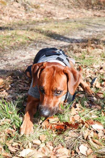 Rhodesian Ridgeback-Beitrag-Bild