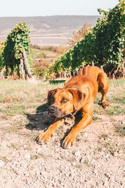 Rhodesian Ridgeback-Beitrag-Bild