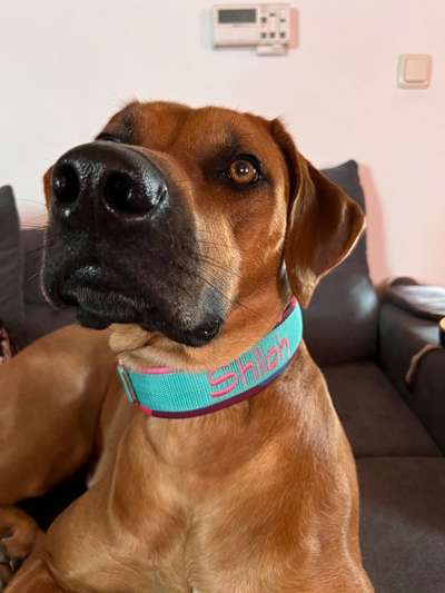 Rhodesian Ridgeback-Beitrag-Bild