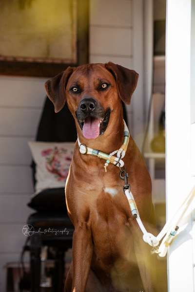 Rhodesian Ridgeback-Beitrag-Bild