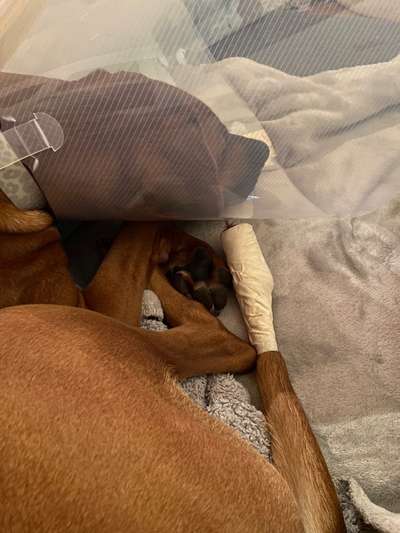 Rhodesian Ridgeback-Beitrag-Bild