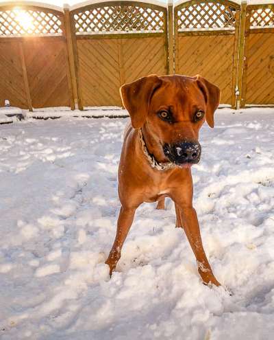 Rhodesian Ridgeback-Beitrag-Bild