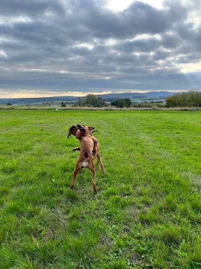 Rhodesian Ridgeback-Beitrag-Bild