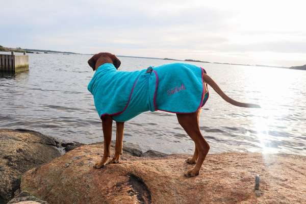 Rhodesian Ridgeback-Beitrag-Bild