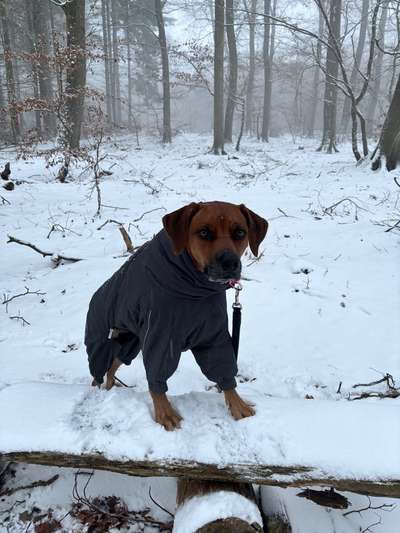 Rhodesian Ridgeback-Beitrag-Bild