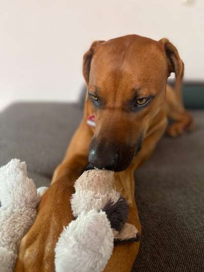 Rhodesian Ridgeback-Beitrag-Bild