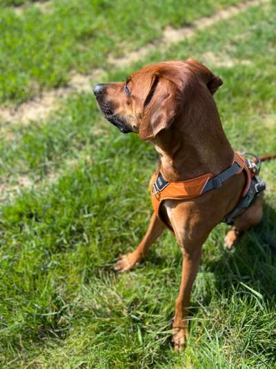 Rhodesian Ridgeback-Beitrag-Bild