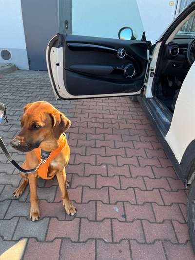 Rhodesian Ridgeback-Beitrag-Bild
