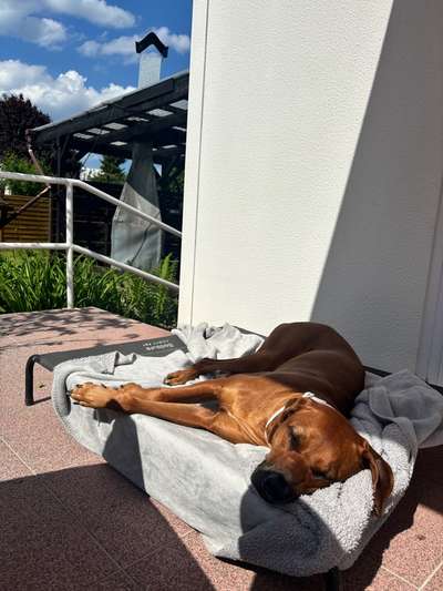 Rhodesian Ridgeback-Beitrag-Bild