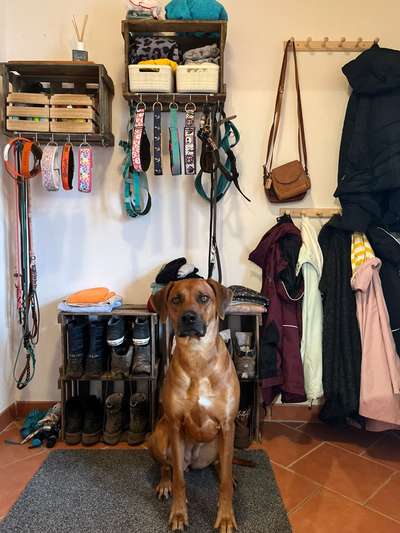 Rhodesian Ridgeback-Beitrag-Bild