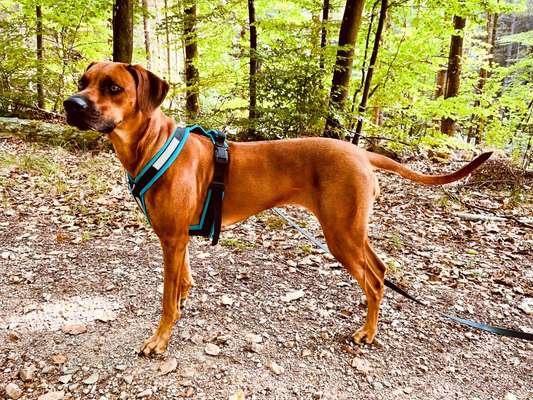 Rhodesian Ridgeback-Beitrag-Bild