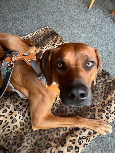 Rhodesian Ridgeback-Beitrag-Bild