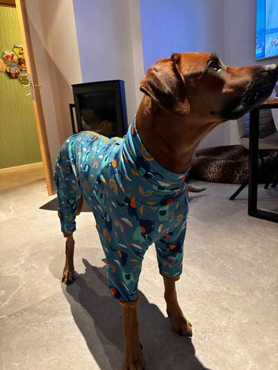 Rhodesian Ridgeback-Beitrag-Bild