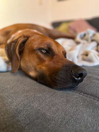 Rhodesian Ridgeback-Beitrag-Bild