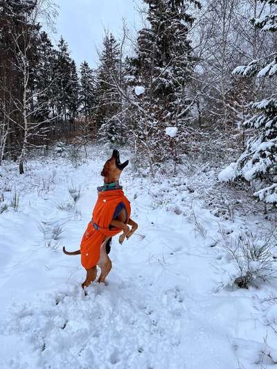 Rhodesian Ridgeback-Beitrag-Bild
