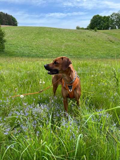 Rhodesian Ridgeback-Beitrag-Bild