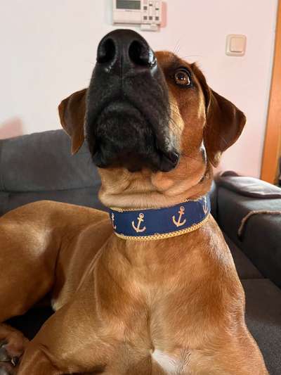 Rhodesian Ridgeback-Beitrag-Bild