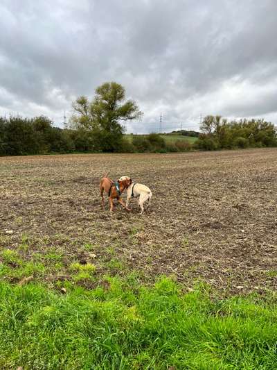Rhodesian Ridgeback-Beitrag-Bild