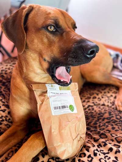 Rhodesian Ridgeback-Beitrag-Bild