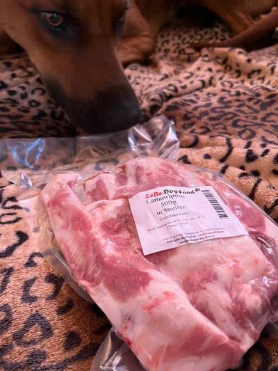 Rhodesian Ridgeback-Beitrag-Bild