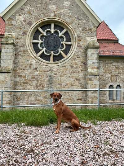 Rhodesian Ridgeback-Beitrag-Bild