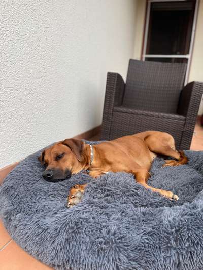 Rhodesian Ridgeback-Beitrag-Bild